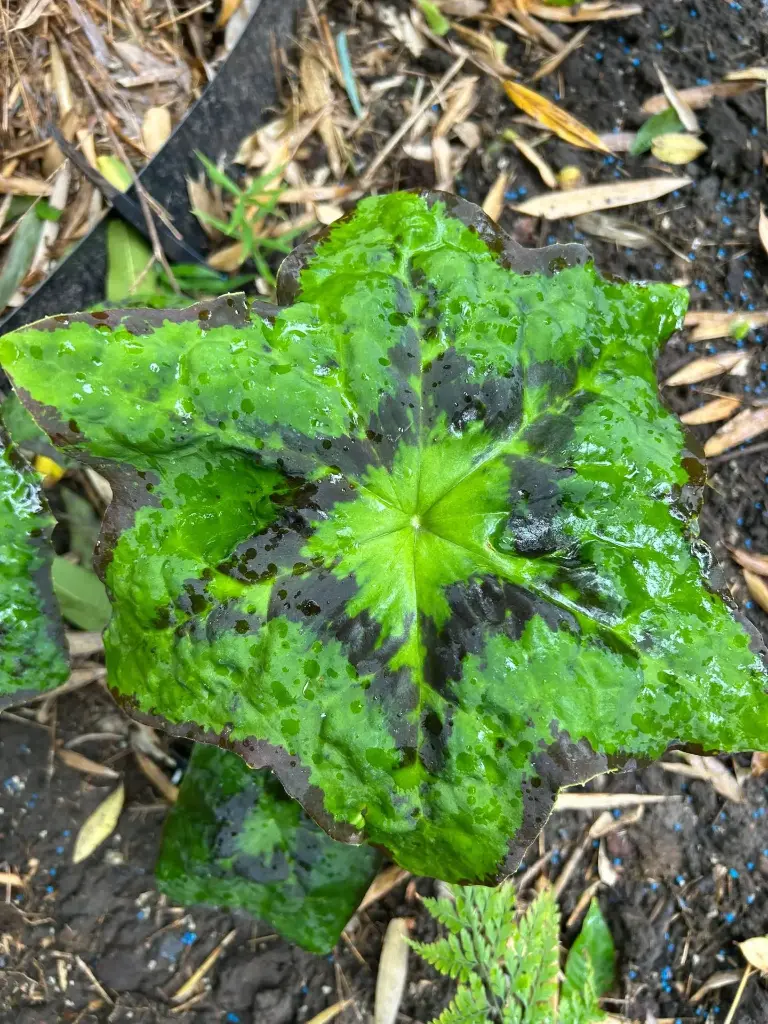 [166] Podophyllum Tonkinense