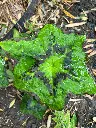 Podophyllum Tonkinense