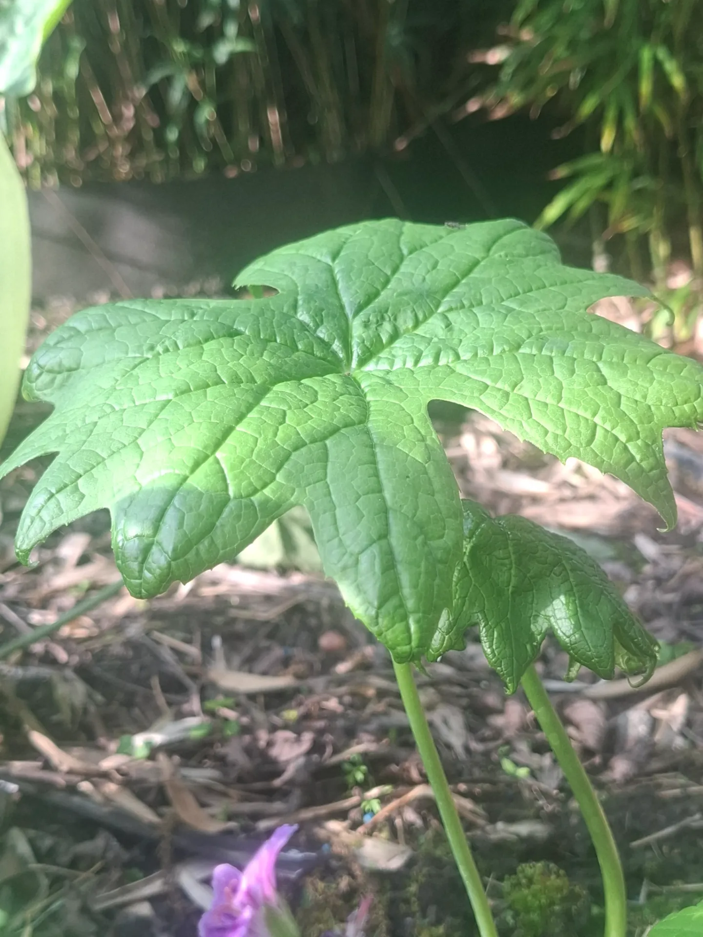 Diphylleia cymosa