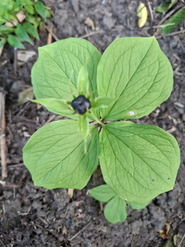 Paris Quadrifolia
