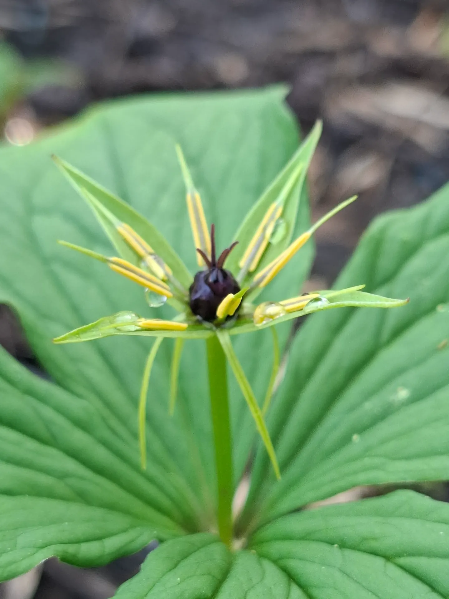 Paris Quadrifolia