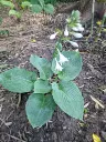 Hosta sieboldiana 'Elegans'