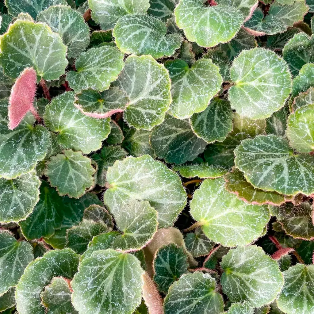 Saxifraga stolonifera 