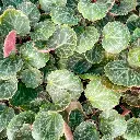 Saxifraga stolonifera 