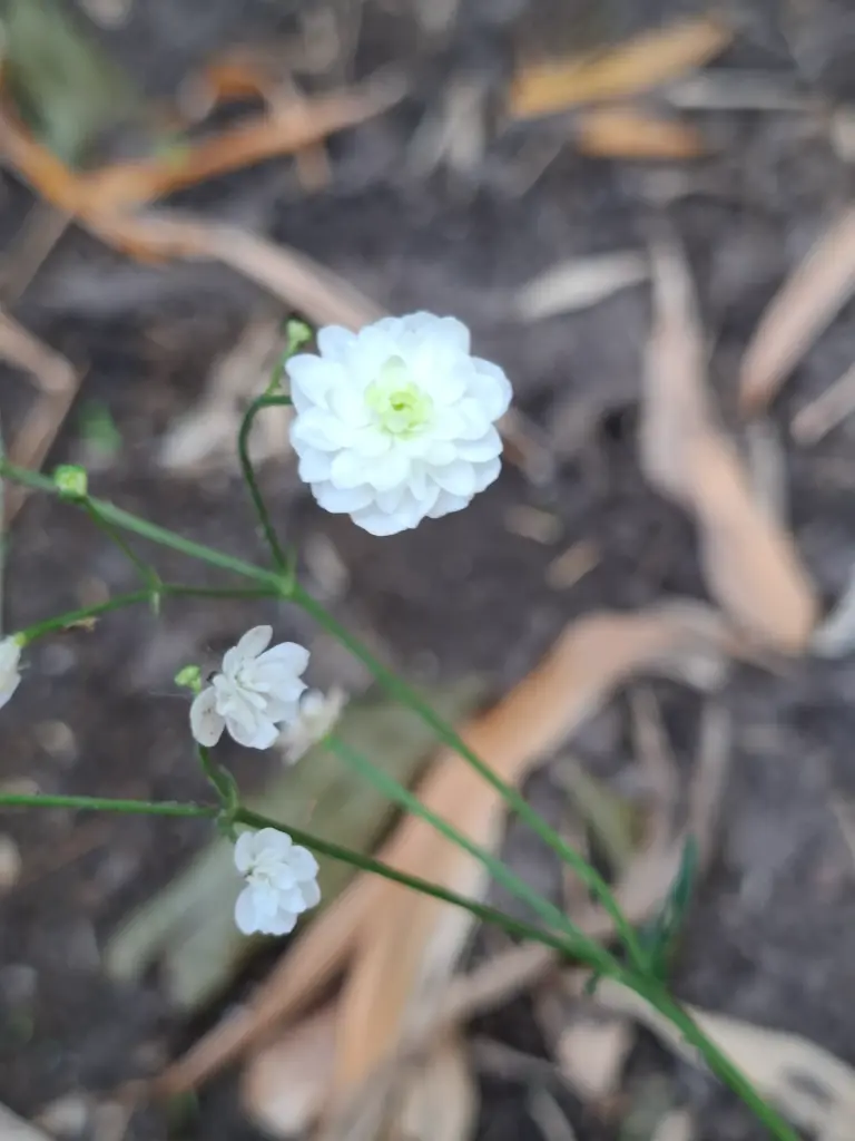 Ranunculus acon 'Pleniflorus'