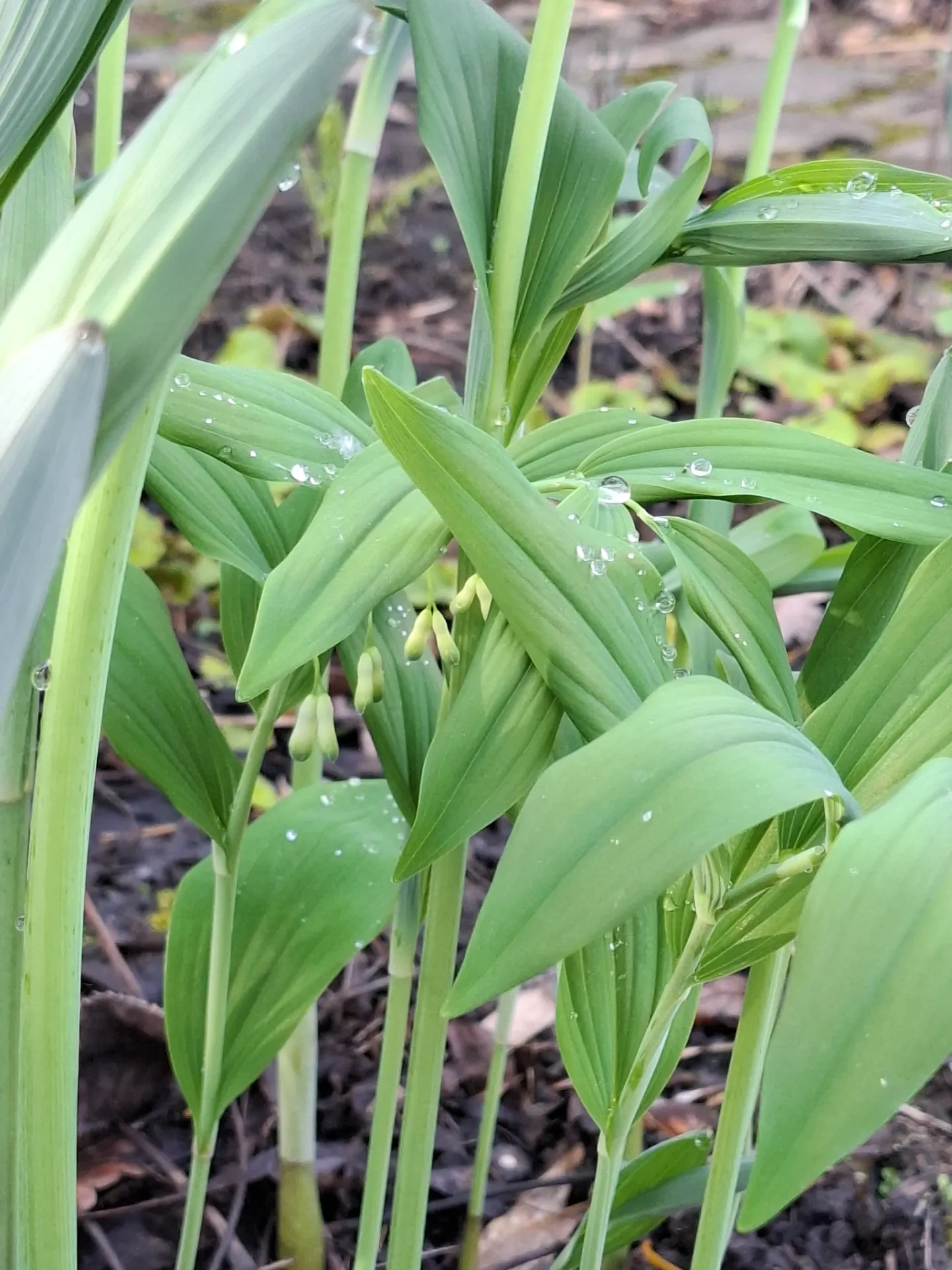 Polygonatum odoratum 