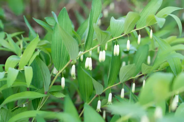 Polygonatum odoratum 