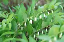 Polygonatum odoratum 
