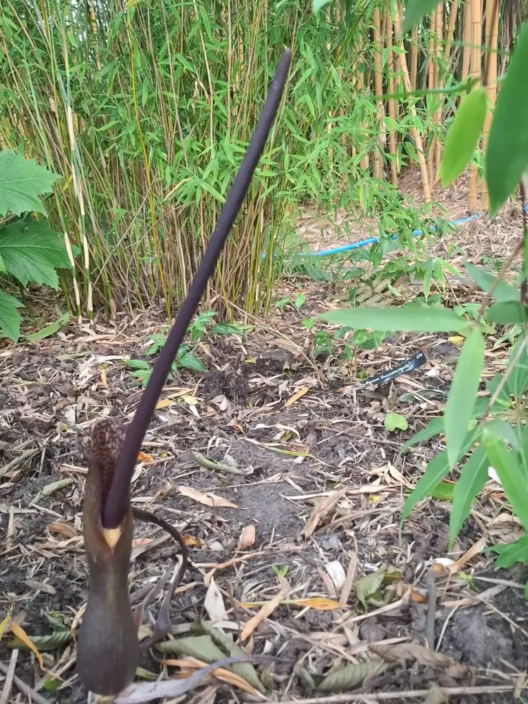 [4] Sauromatum venosum (syn. Typhonium venosum)