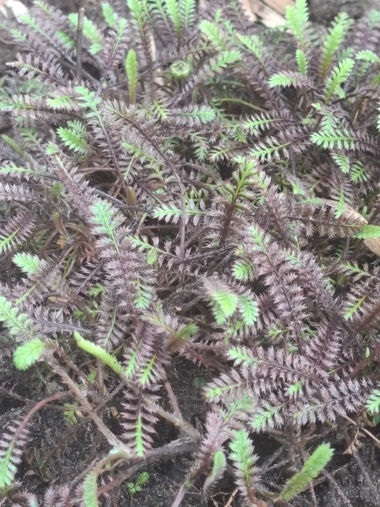 [4] Leptinella potentilla 'Platts Black'