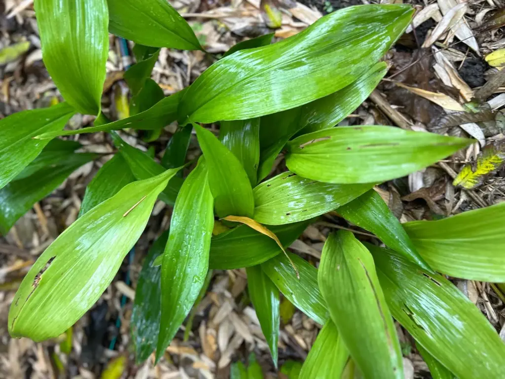 [36] Aspidistra elatior