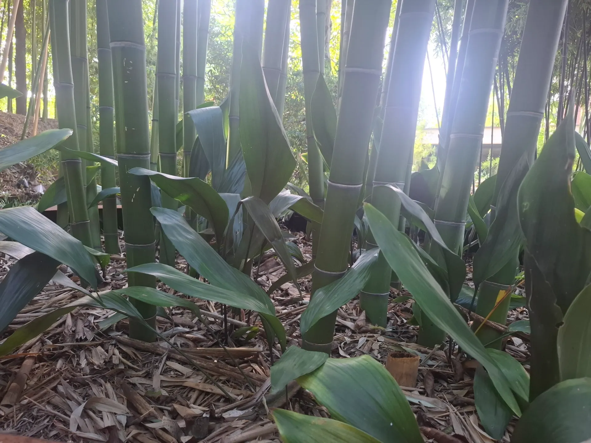 Aspidistra elatior
