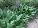 Aspidistra elatior