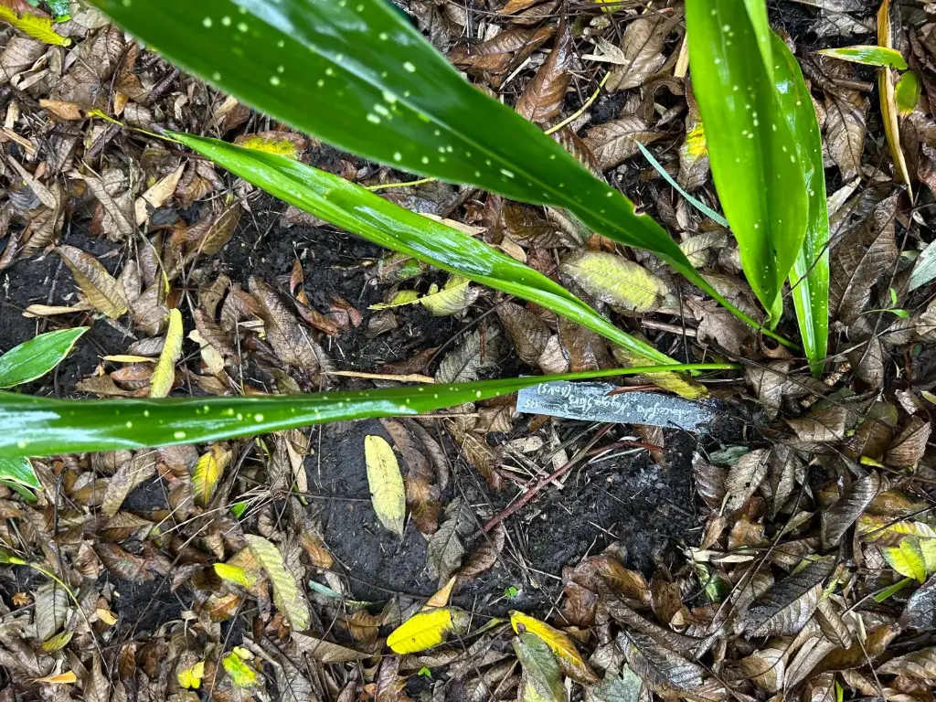 Aspidistra oblanceifolia 'Nagoya Stars' 