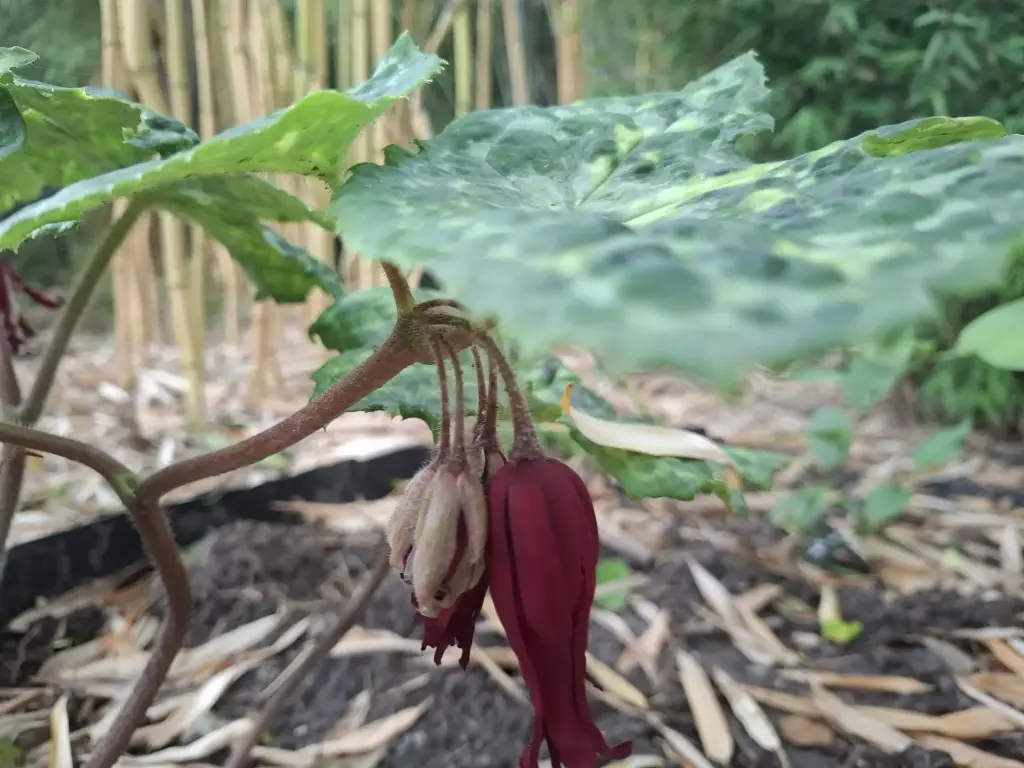 Podophyllum delavayi