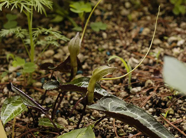 Pinellia cordata Yamazaki