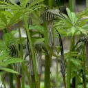 Arisaema consanguineum