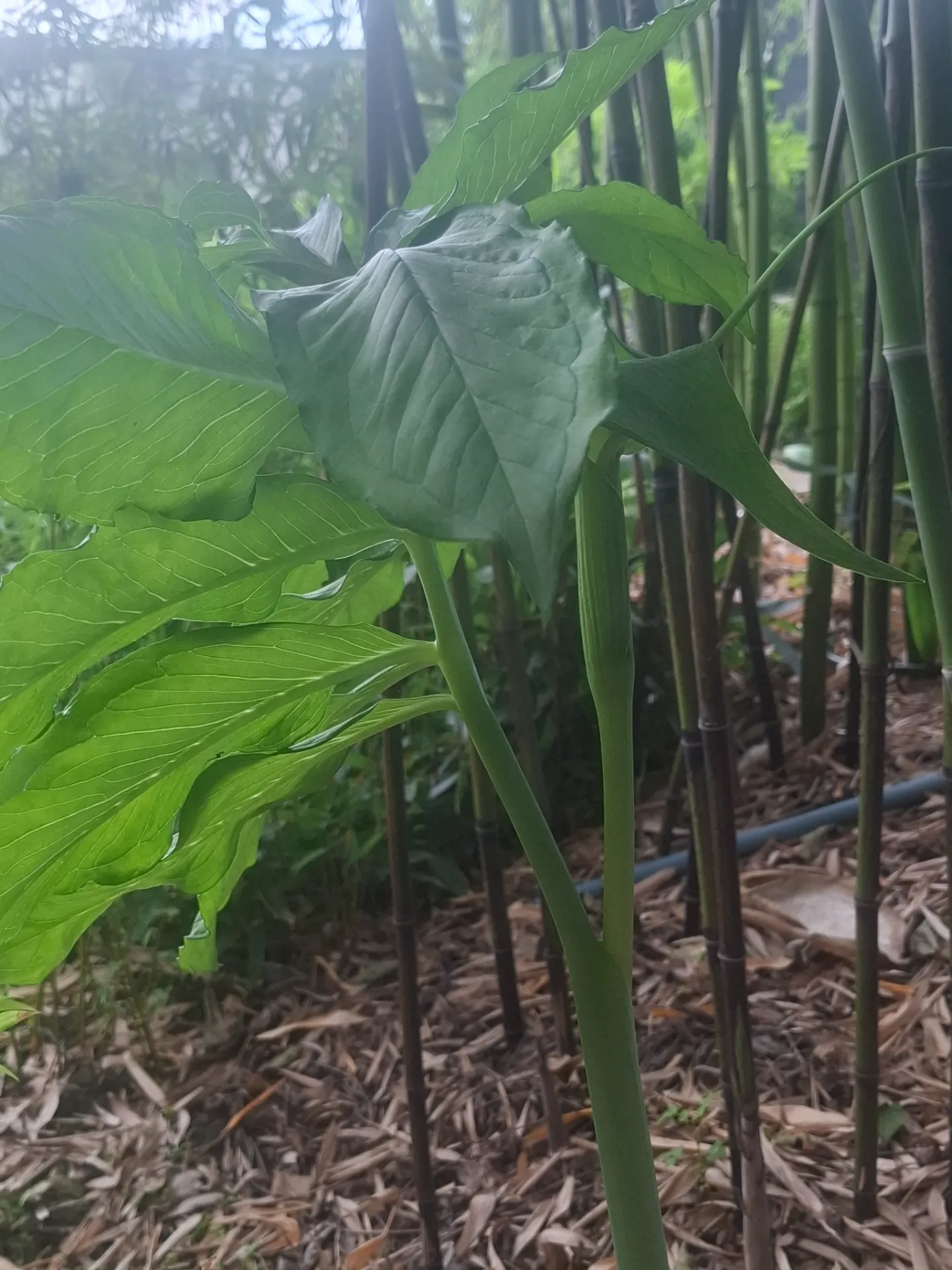 Arisaema heterophyllum