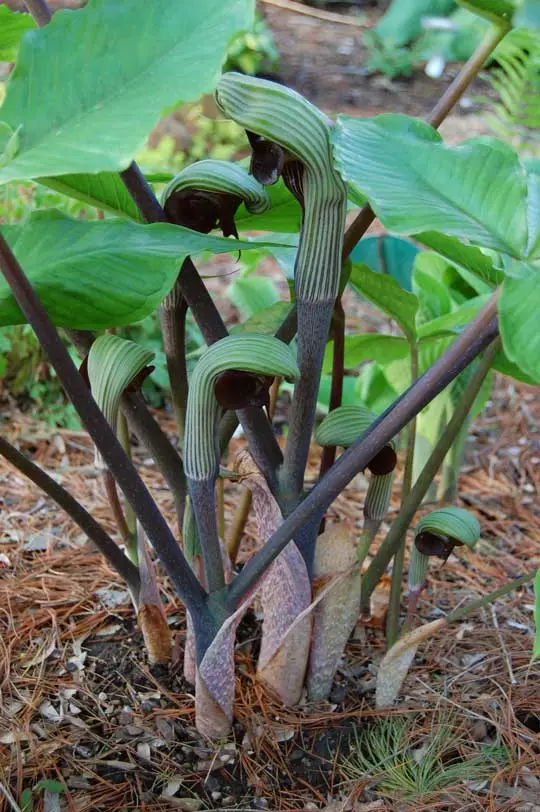 Arisaema ringens 'Green Form'