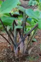 Arisaema ringens 'Green Form'