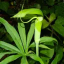 Arisaema tortuosum
