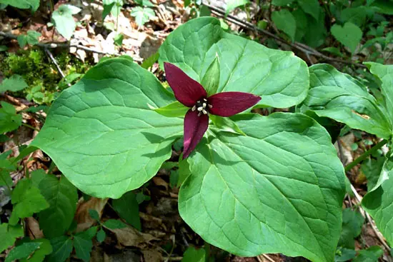 [116] Trillium erectum 