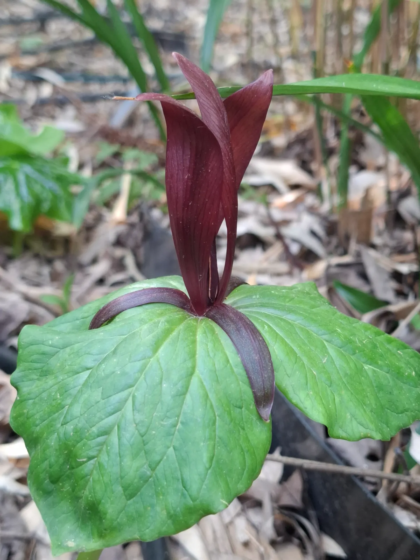[69] Trillium kurabayashii (bloeibaar)
