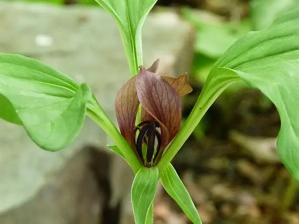 [143] Trillium recurvatum