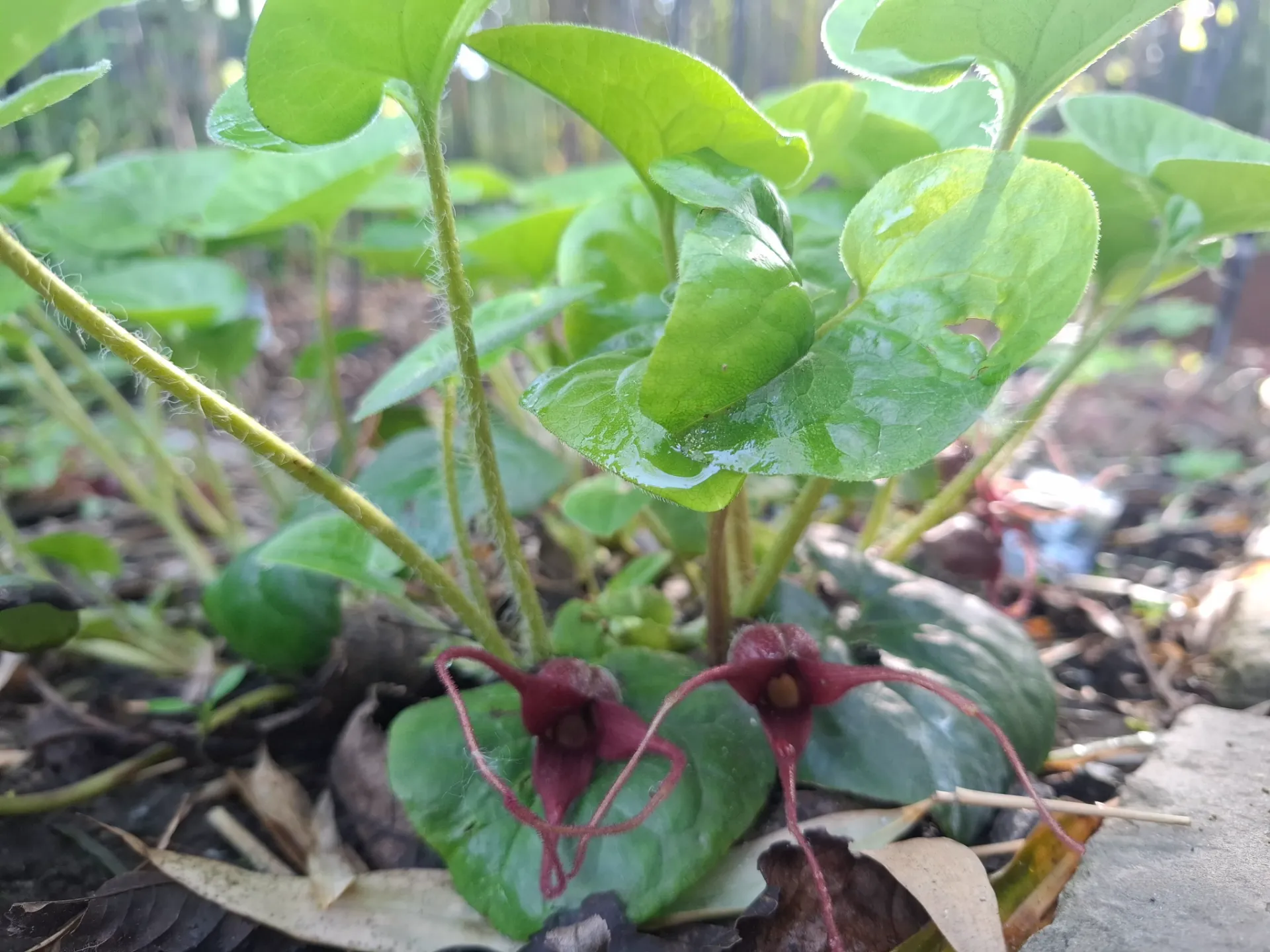 [105] Asarum caudatum 