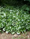 Asarum europaeum