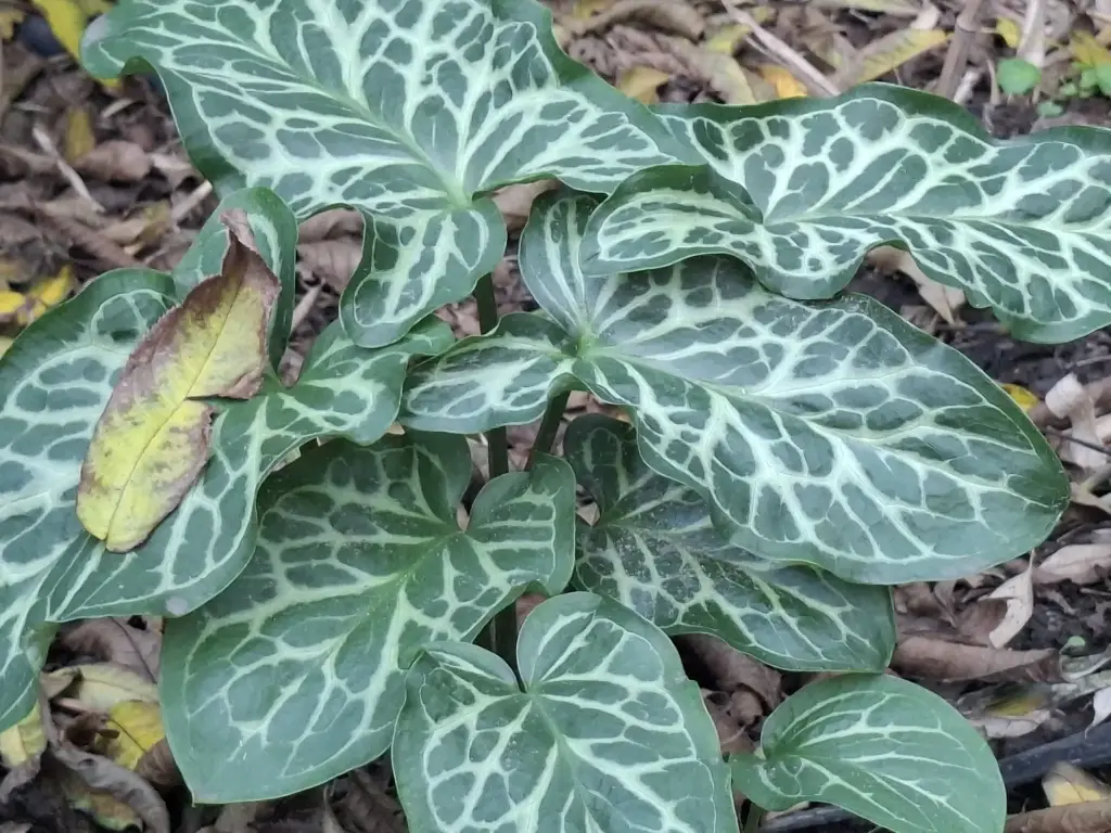 [35] Arum italicum