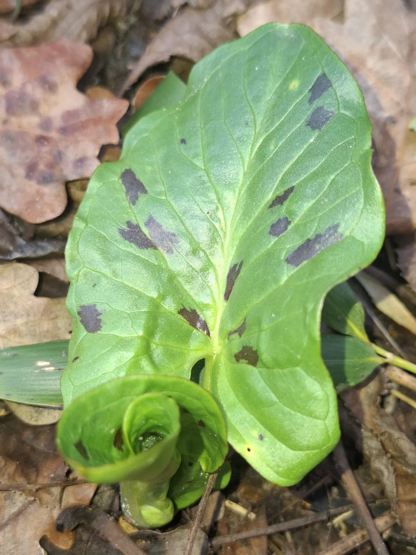 Arum maculatum JPEC