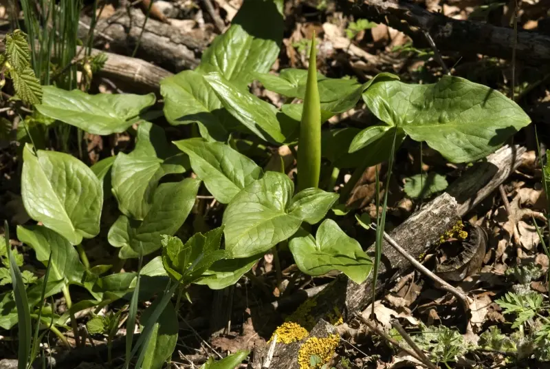Arum marculatum JPEC