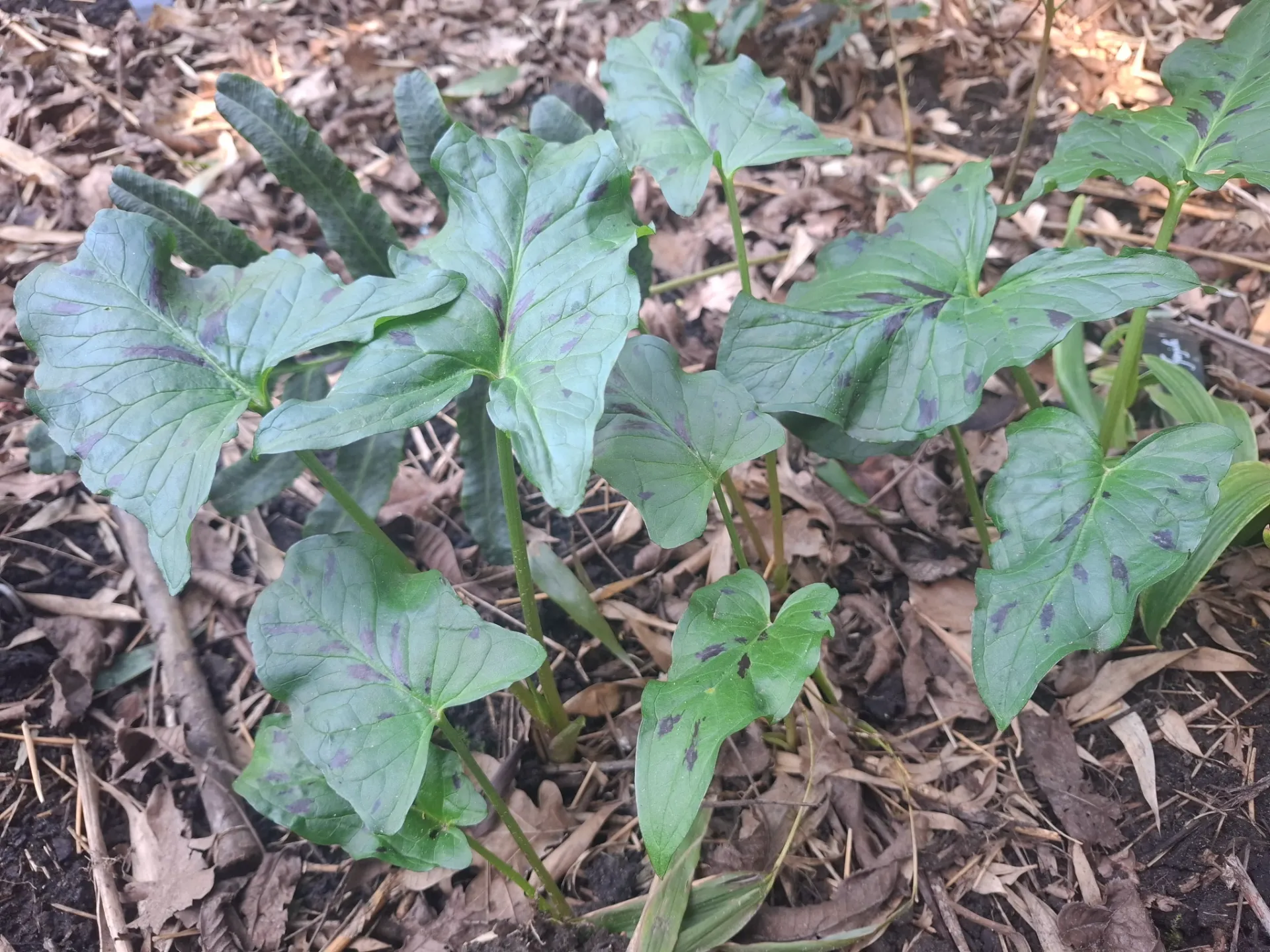 Arum maculatum JPEC