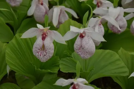 Cypripedium formosanum