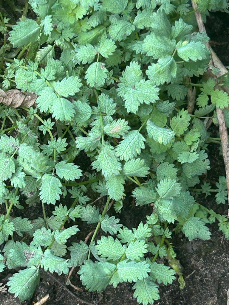 Acaena buchananii