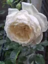 Rosa Alaska ®  = Future (kordes) ® 