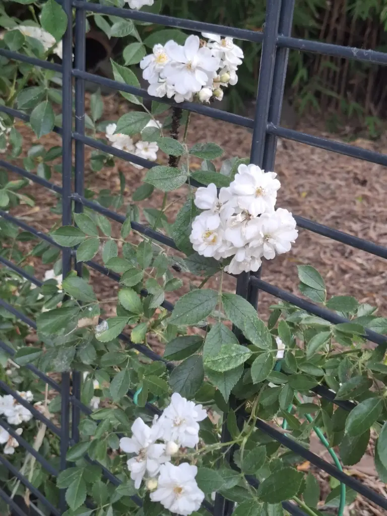 Rosa Lenalbi (syn. Rosa Guirlande d'Amour 'Louis Lens')