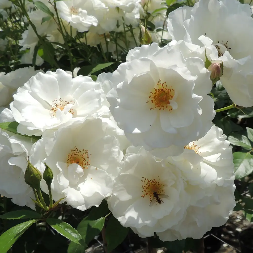 [2] Rosa sneeuwwitchen