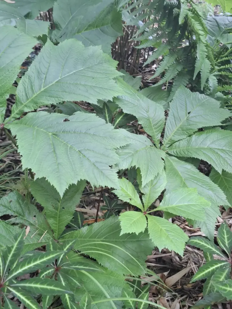 Rodgersia Pinnata  'Chocolate Wings'