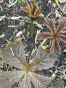 Rodgersia Pinnata  'Chocolate Wings'