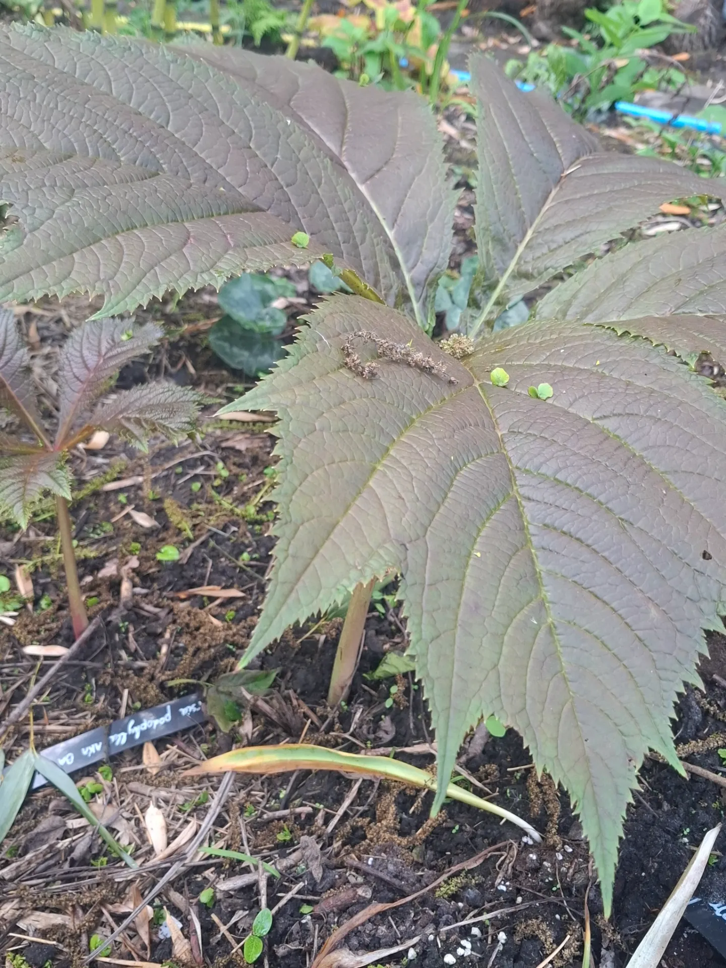 Rodgersia podophylla AKA BA