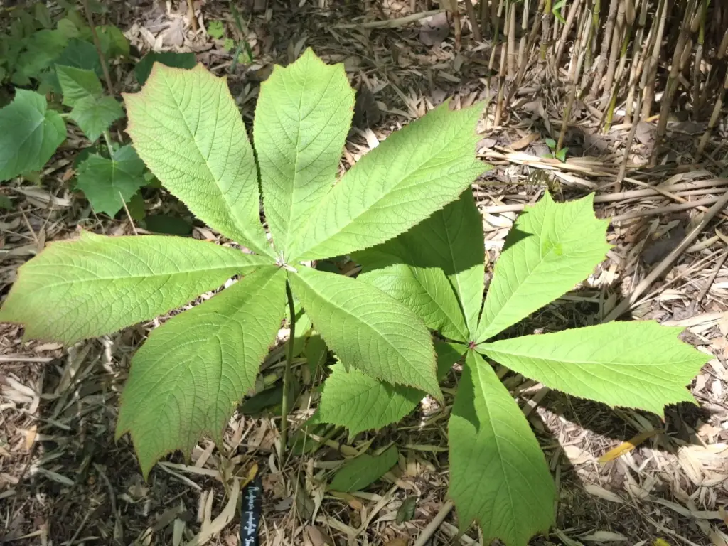 Rodgersia podophylla 'Smaragd'