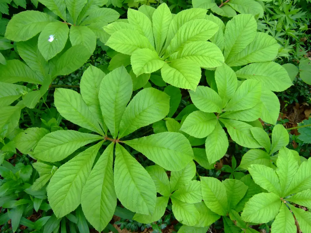 Rodgersia podophylla sambucifolia (BWJ7899)