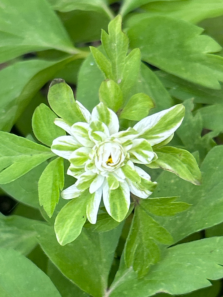 [38] Anemone nemorosa 'Stammerberg Stefan'