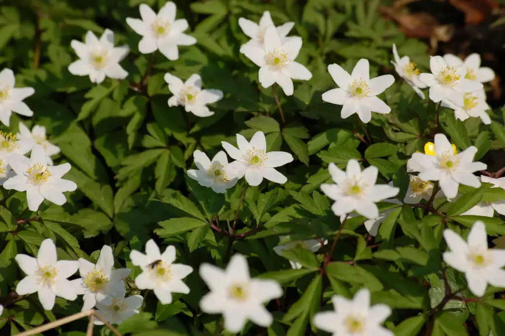 [37] Anemone nemorosa