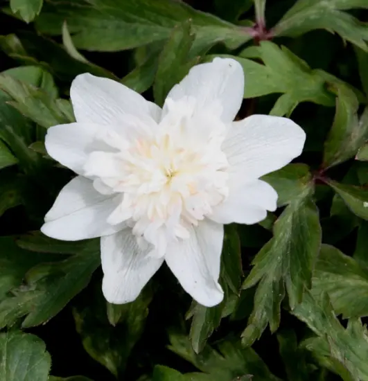 Anemone nemorosa 'Alba Plena'