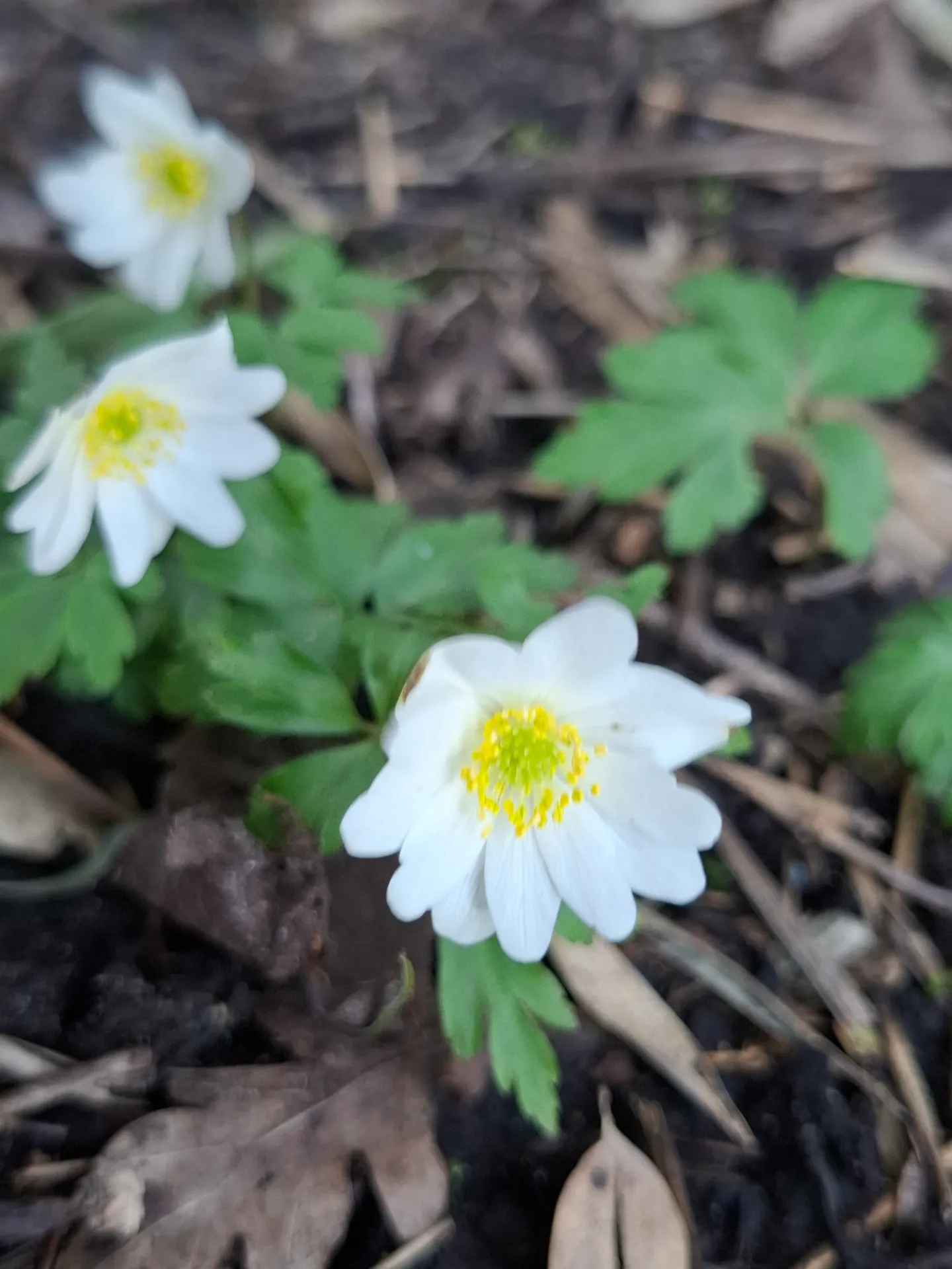 Anemone nemorosa 'Alba Plena'