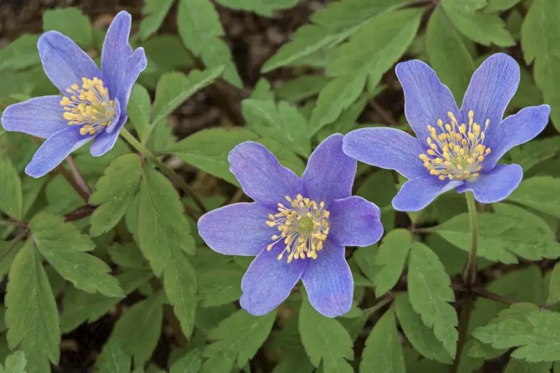 Anemone nemorosa 'Royal Blue'