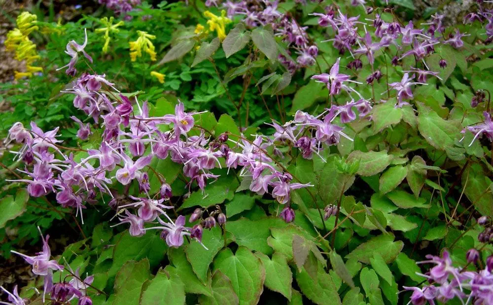 Epimedium grandiflorum 'Lilafee'
